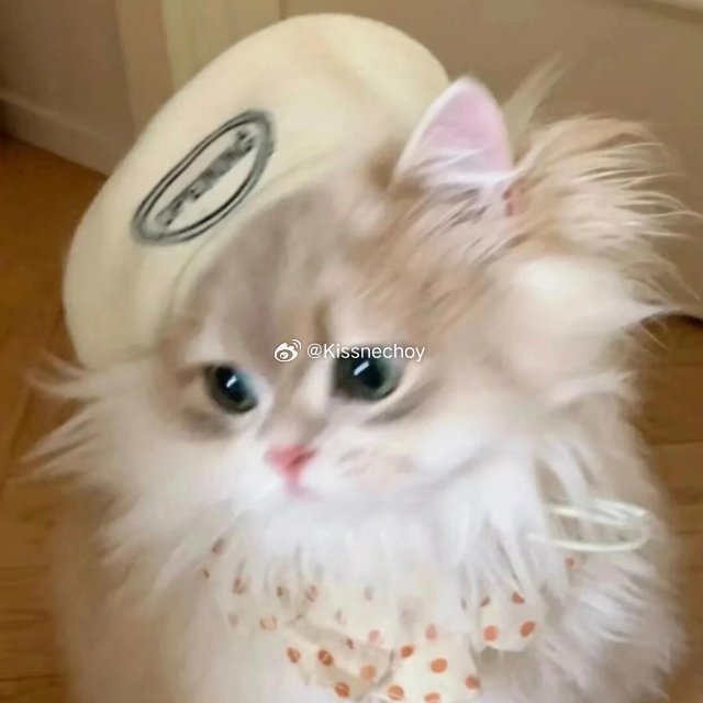 𝐀𝐯𝐚𝐭𝐚𝐫｜审咪积累｜小猫大头照  ₌᳐⦁֊⦁₌᳐੭ 