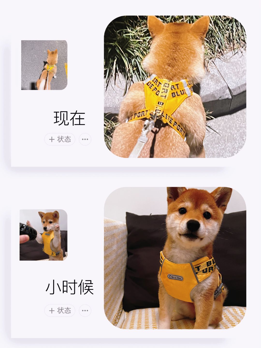 宠物店老板说是豆柴，结果是小猪🐖