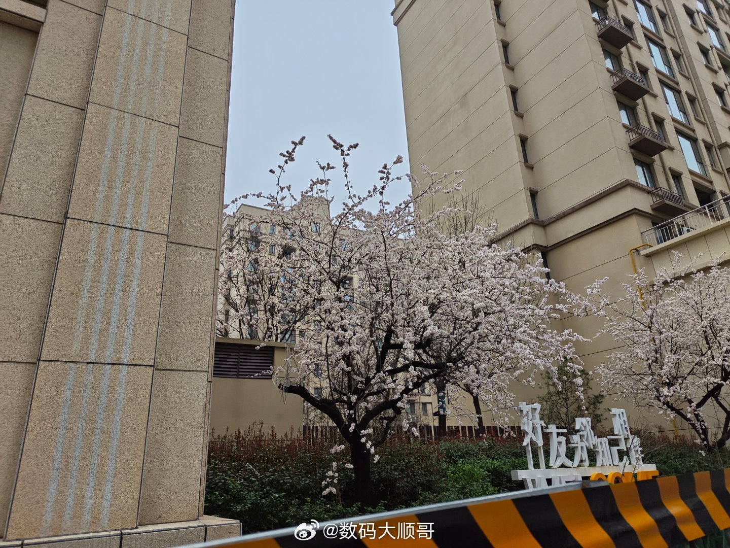 下了一整晚的雨，树上都开满了花，到处都生机勃勃～ 