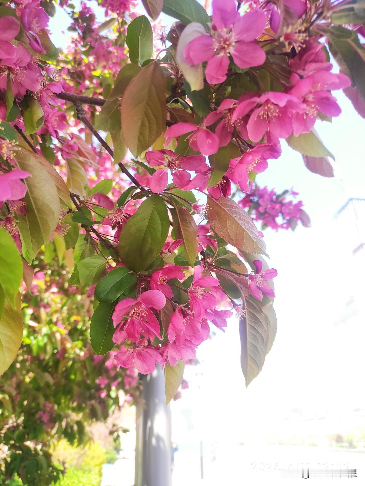 发现今年种植的北美海棠特别多，在天津的马路街道随处可见，一排排的特漂亮。
这是在