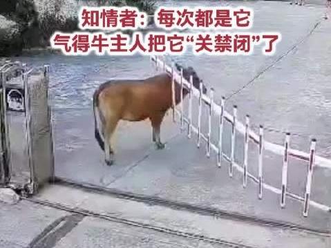 “太倔了！”7月20日报道，福建福州，一群小牛有序从小门进院，可其中一头“倔强牛
