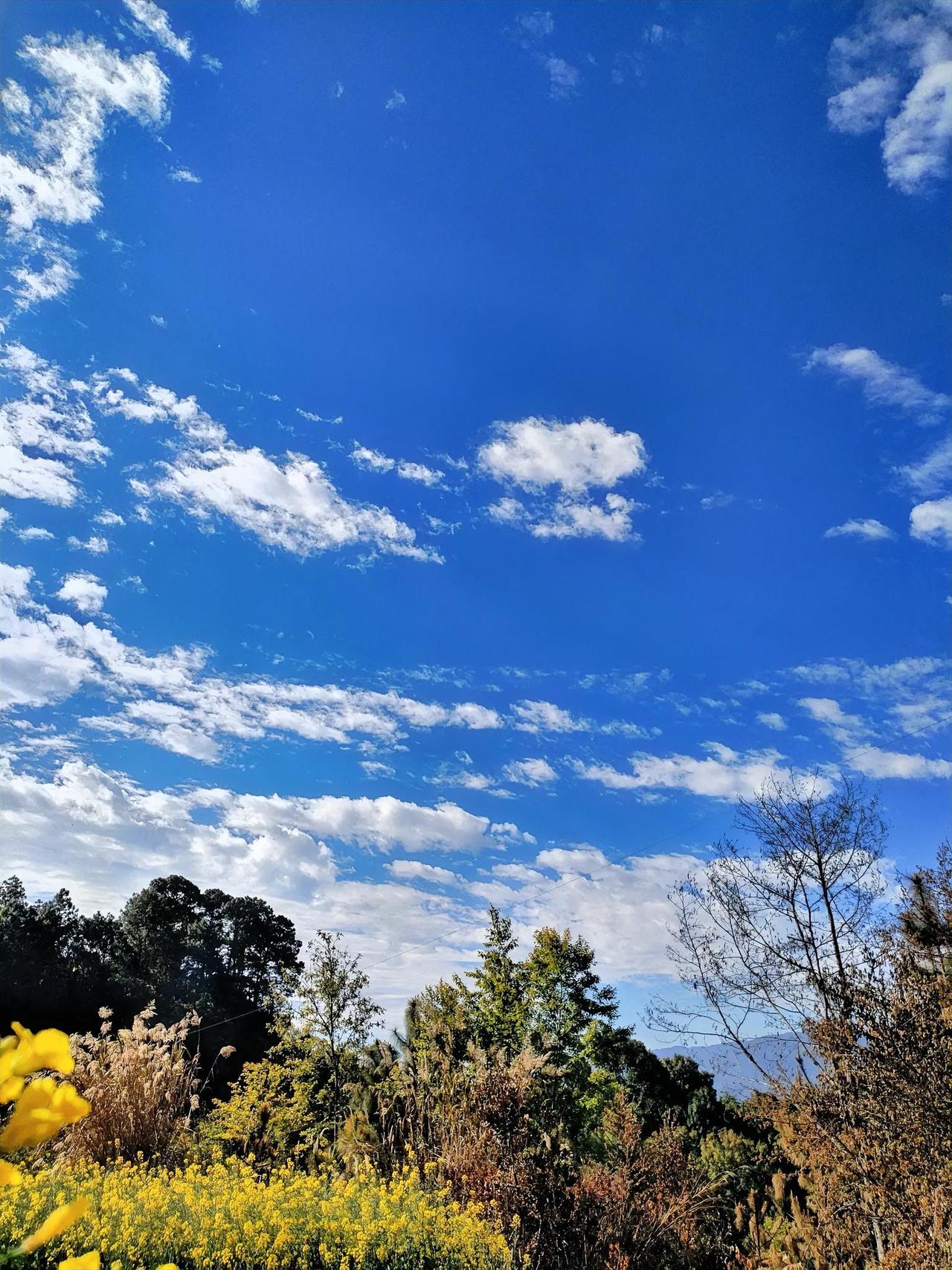 蓝天白云下的野花盛开，美不胜收！🌸🌤️那一朵朵野花像是大自然精心洒下的繁星，
