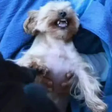 我不行了 这是啥嘛 