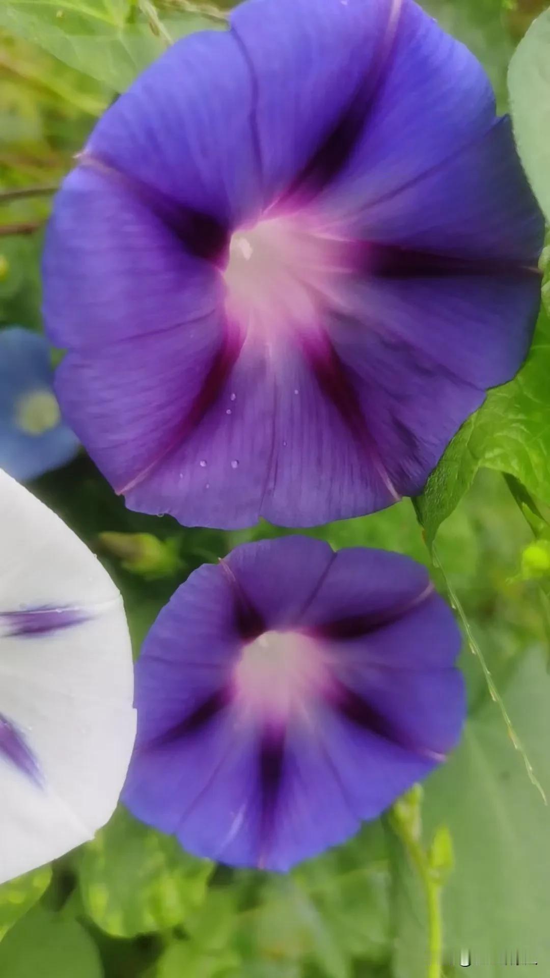 漂亮牵牛花小时候天天唱“牵牛花像喇叭”。所说的牵牛花也叫喇叭花。记得小时候随处可