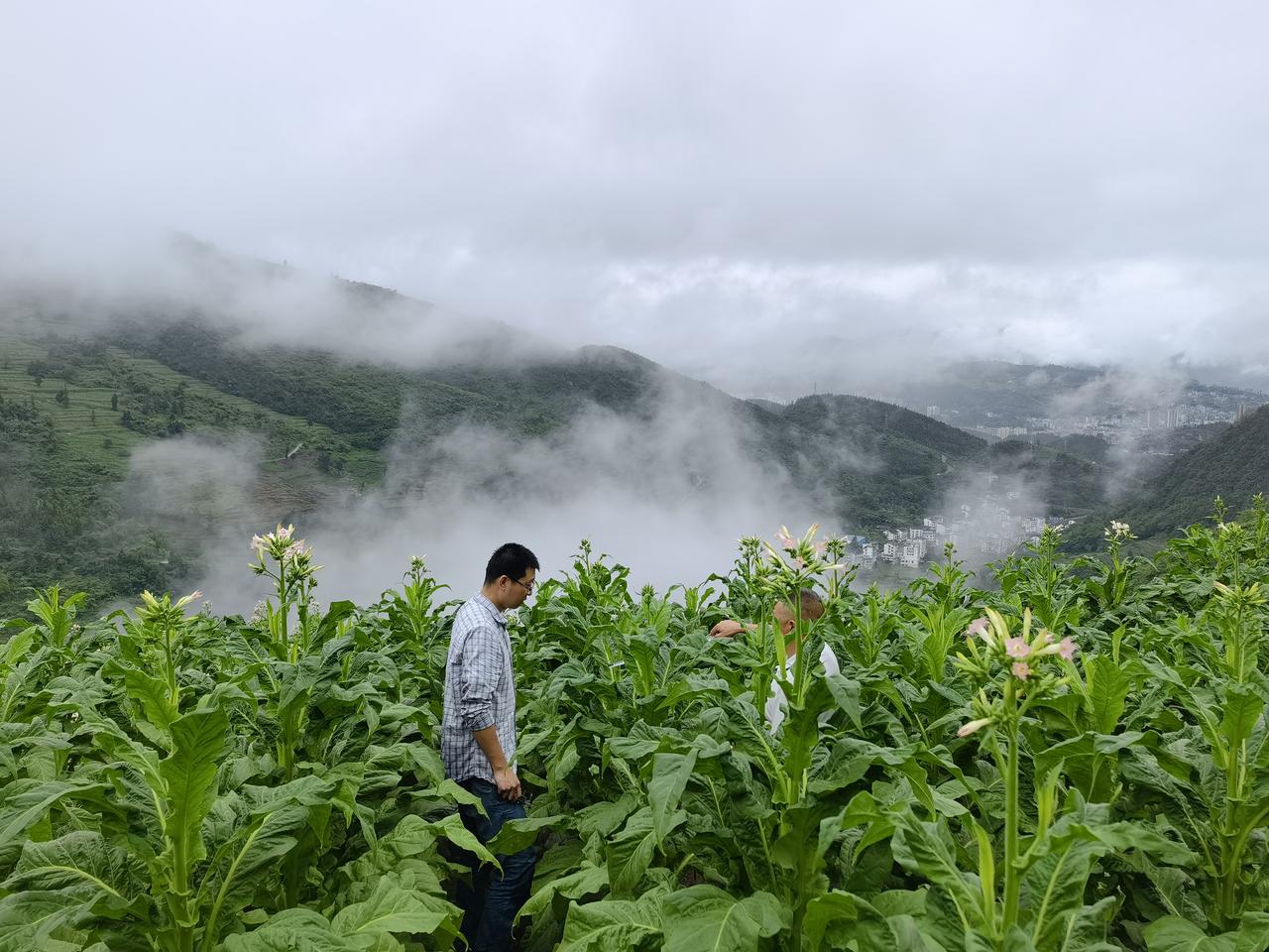农村想靠种地挣钱，烤烟这个路子可以看看

在农村租地想求一份稳定收入，对比过粮食