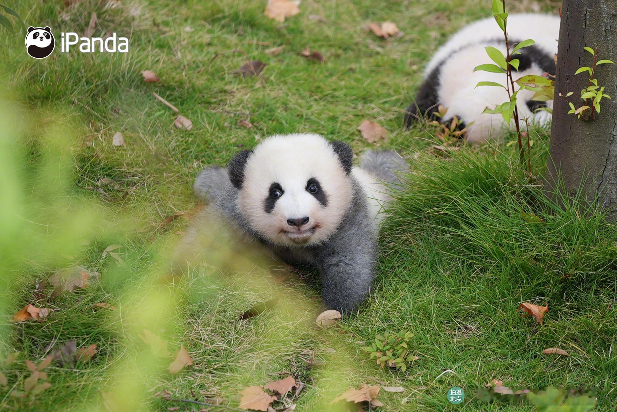 ´͈ ᵕ `͈ 童年的每一个瞬间都是独特的[抱一抱][抱一抱] 熊猫趣图 202