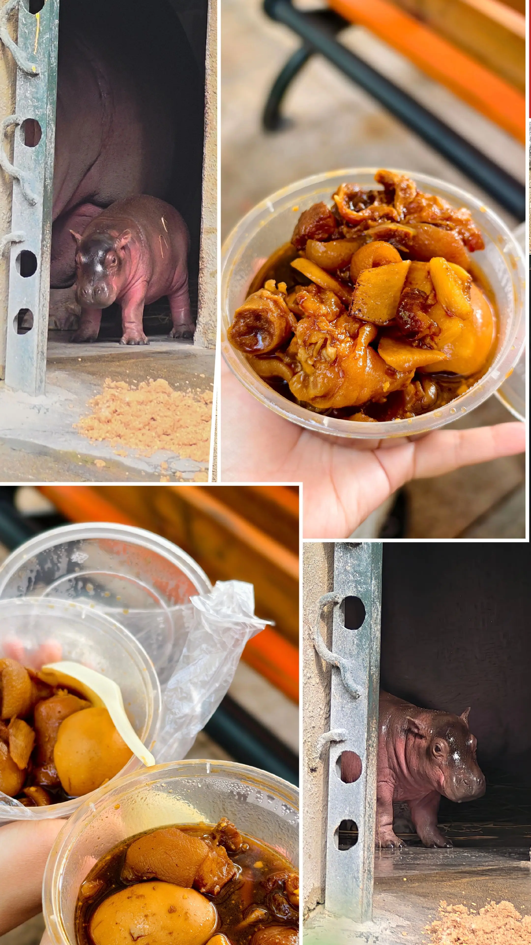 系广动食翻碗姜醋贺河马bb出世！