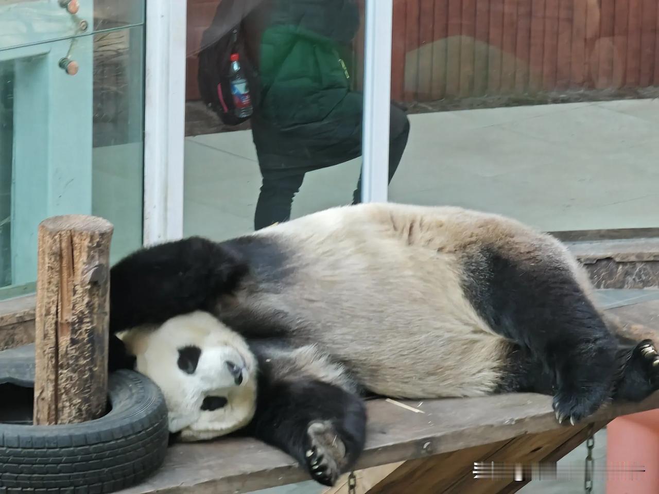 在长春东北虎园熊猫馆，看到了牧云和初心，两只猫猫在睡觉💤很可爱，时不时还动动腿