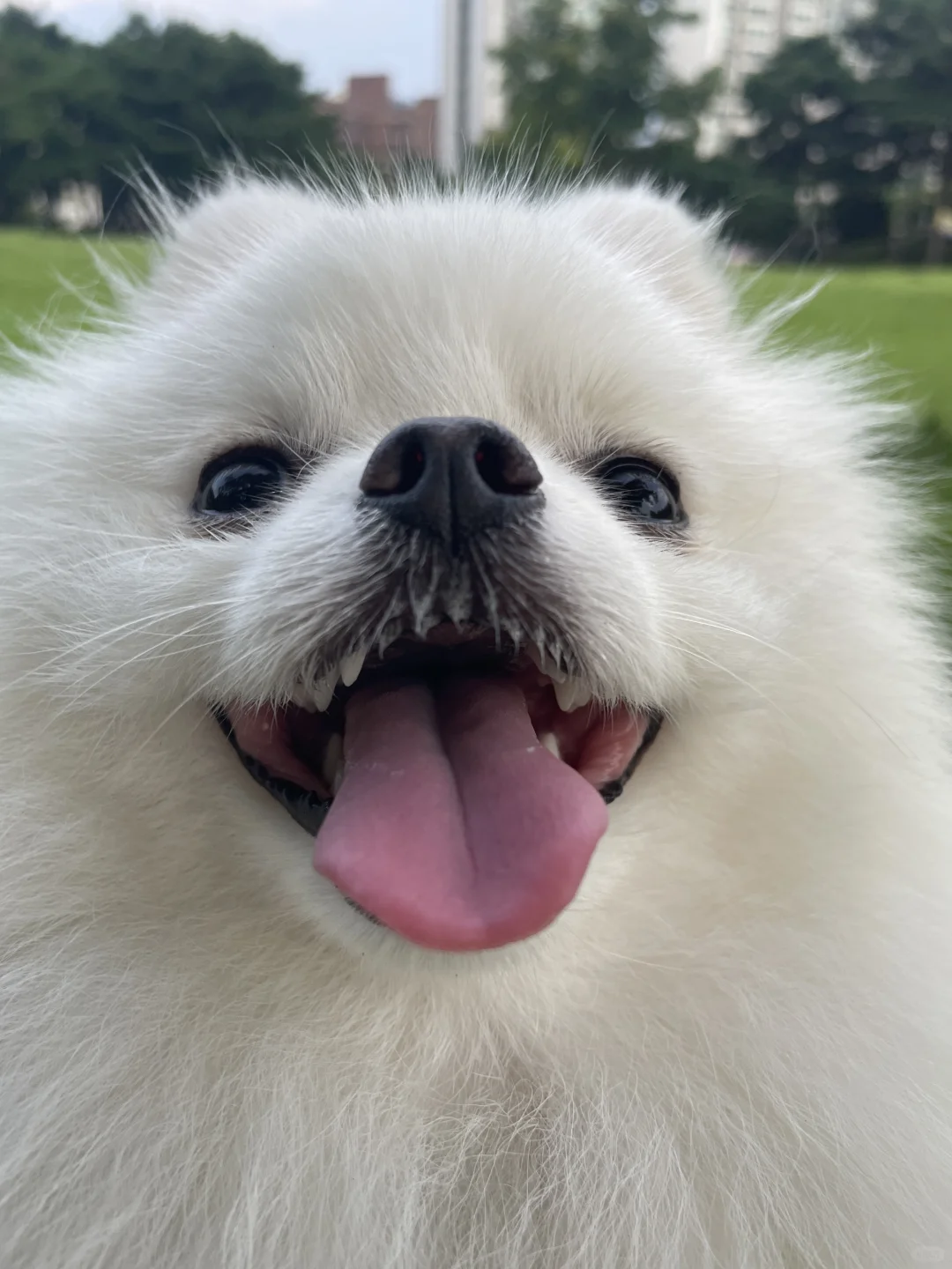 谁敢闻小狗的嘴巴 我吸我闻