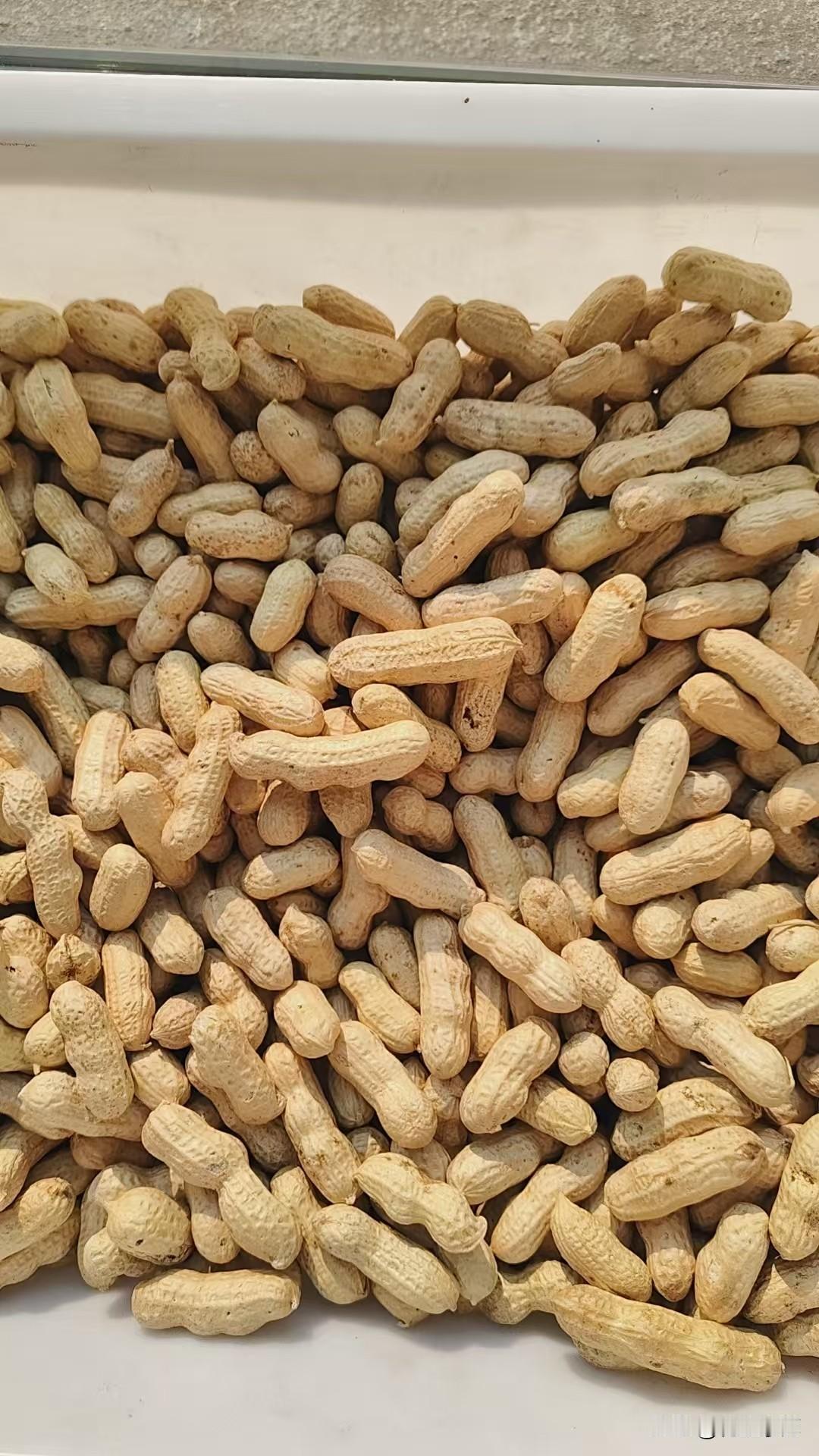 鲁花11通货米收4.3-4.5左右，7个筛精米装4.8左右，8个筛精米装4.9左