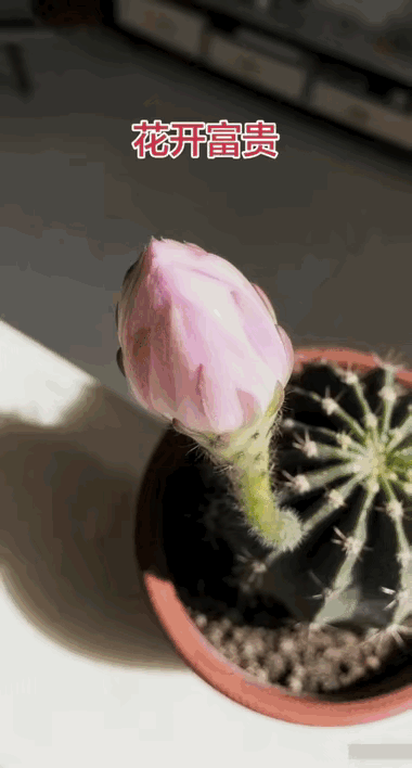 仙人掌默默扎根，一朝绽放惊艳时光，这便是最动人的花开富贵～见者沾喜，万事顺意，一