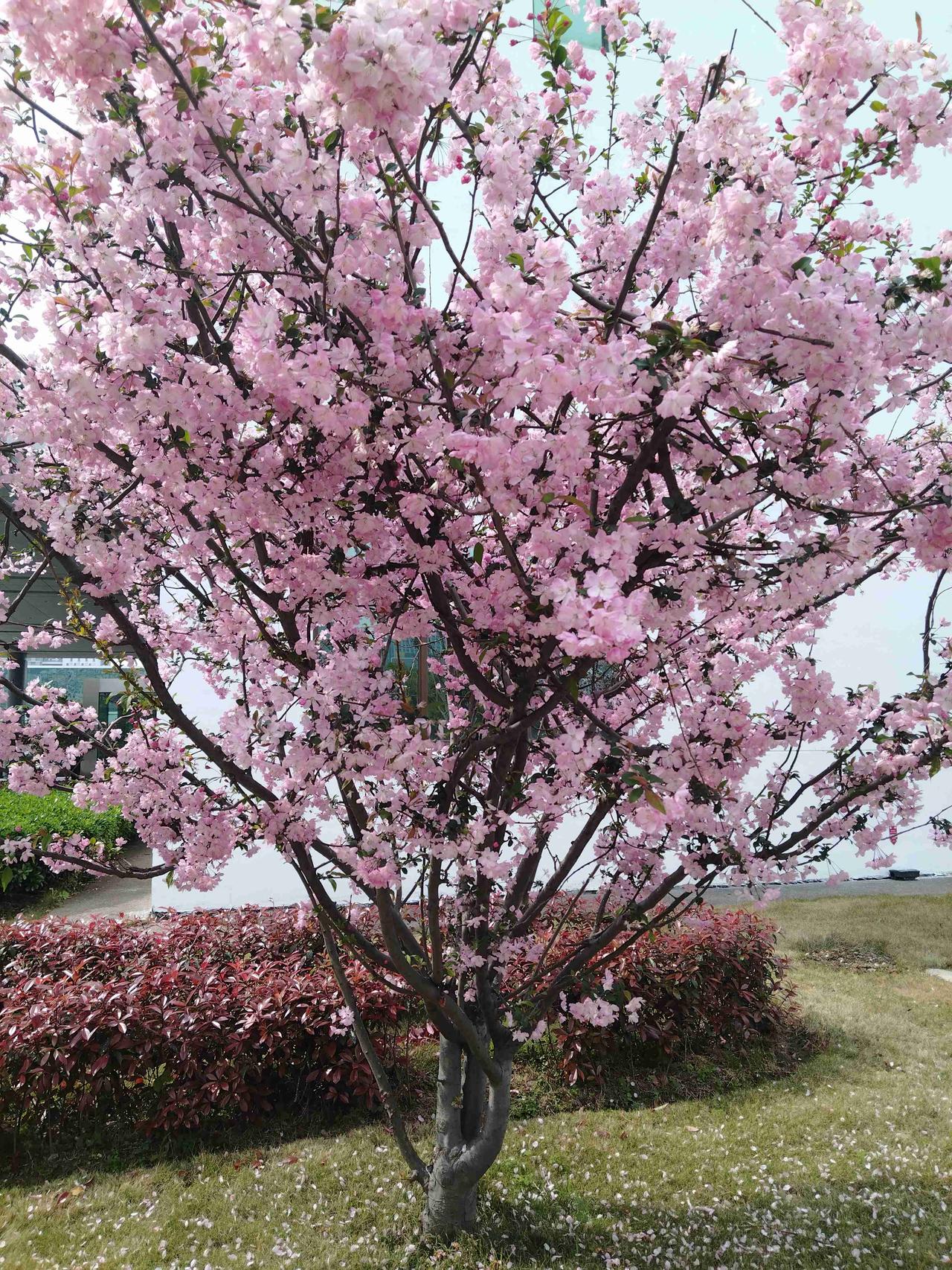 我的今日状态：😁轻松愉快
我这里的天气：☀️晴天
阳光正好，花香四溢，牛马的生