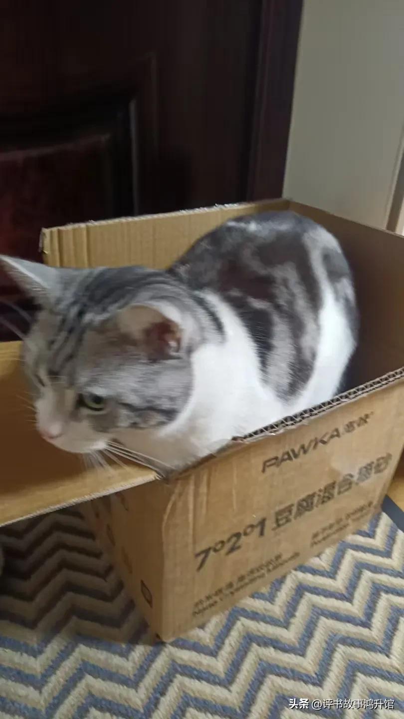 你家猫干过什么坏事我家猫为了吃鸡蛋，把我盛油的碗踩翻了沾了一身油！让我给洗了两次