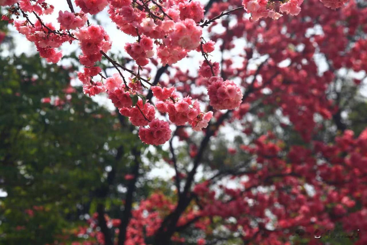 你拍过哪些很有意境的照片喜欢春城的花色。粉樱缀满枝桠，层层叠叠晕开浓烈温柔；粉黛
