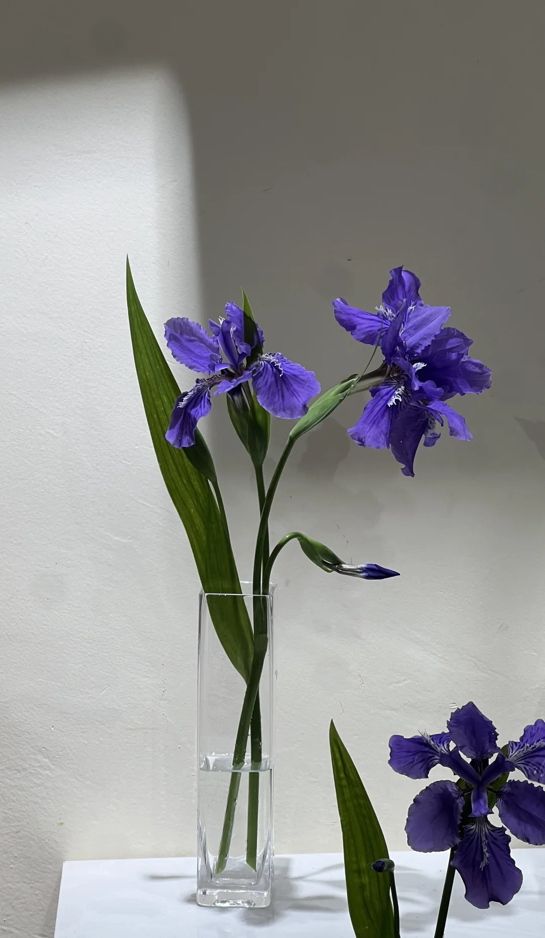 鲜花手机壁纸