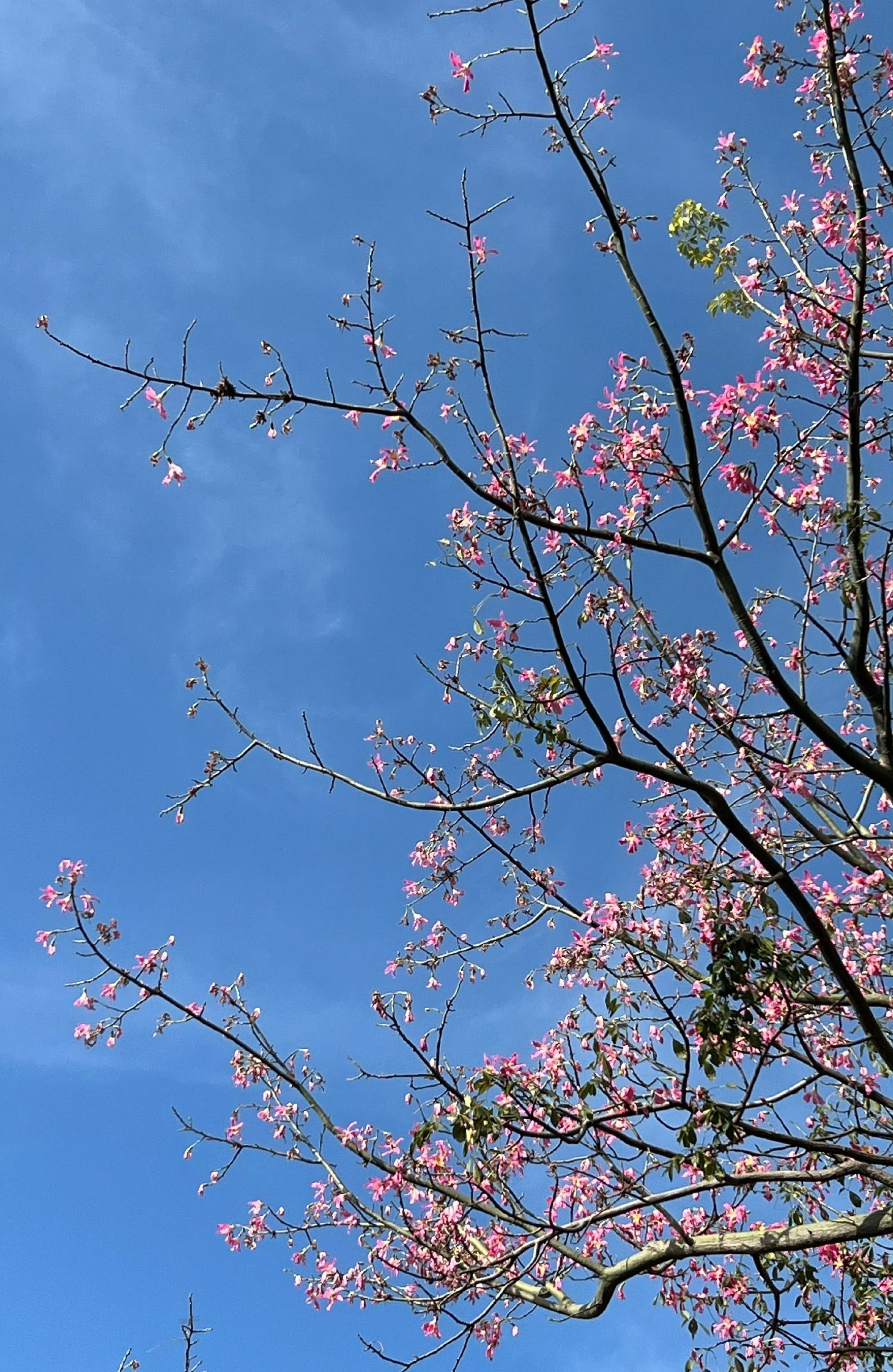 女人最好的生活是：独处、空间、音乐、健身、读书、养花、不张扬、不聚众、不八卦。做