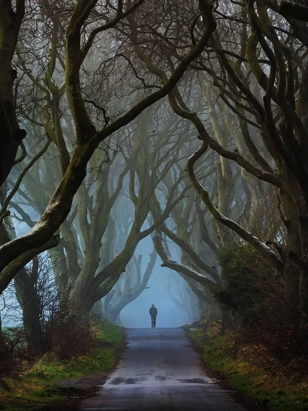 英国旅行🌲魔法黑暗树篱 权力的游戏取景地
