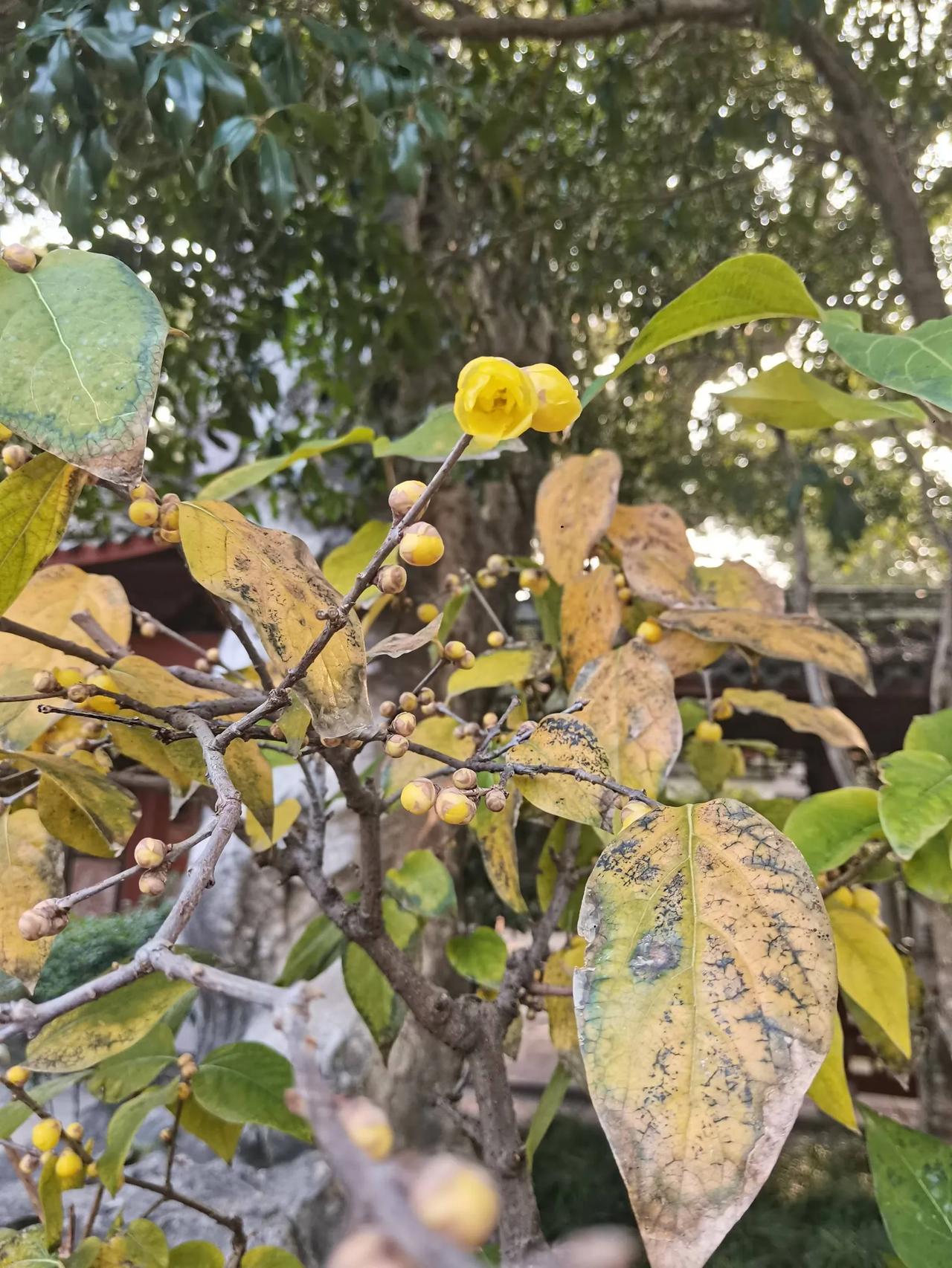 天一阁的腊梅开了～🌺
天一阁的腊梅，花正香～[爱慕]