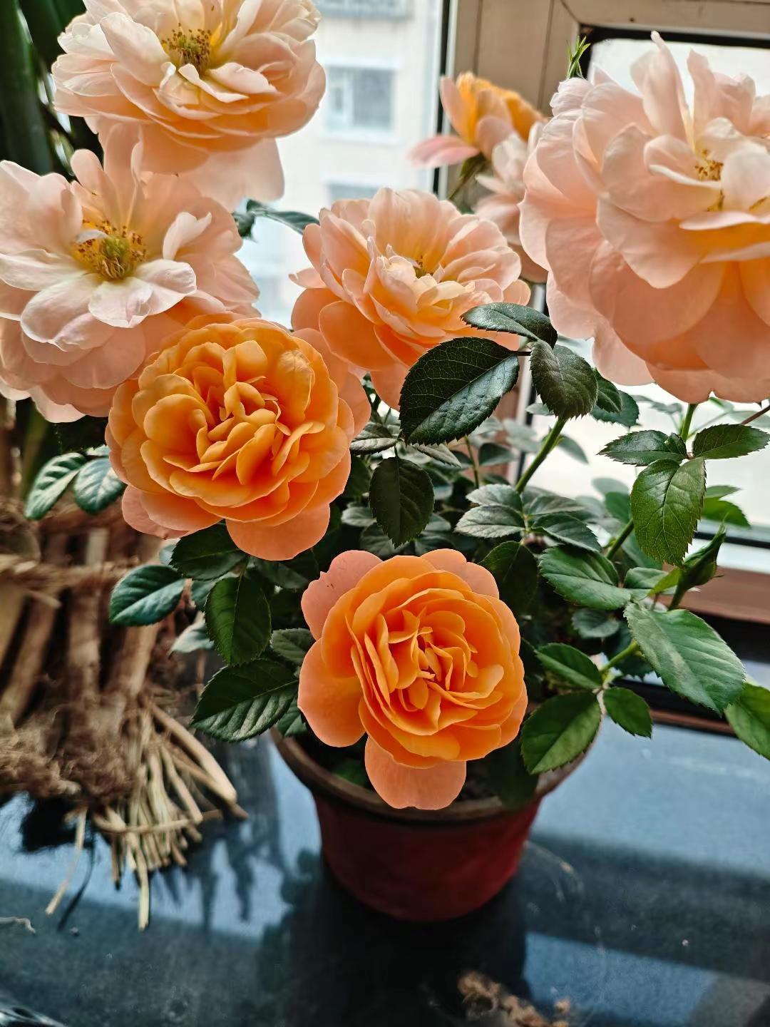 用张图证明你也是养花人 分享一张你拍的花 爱生活爱养花