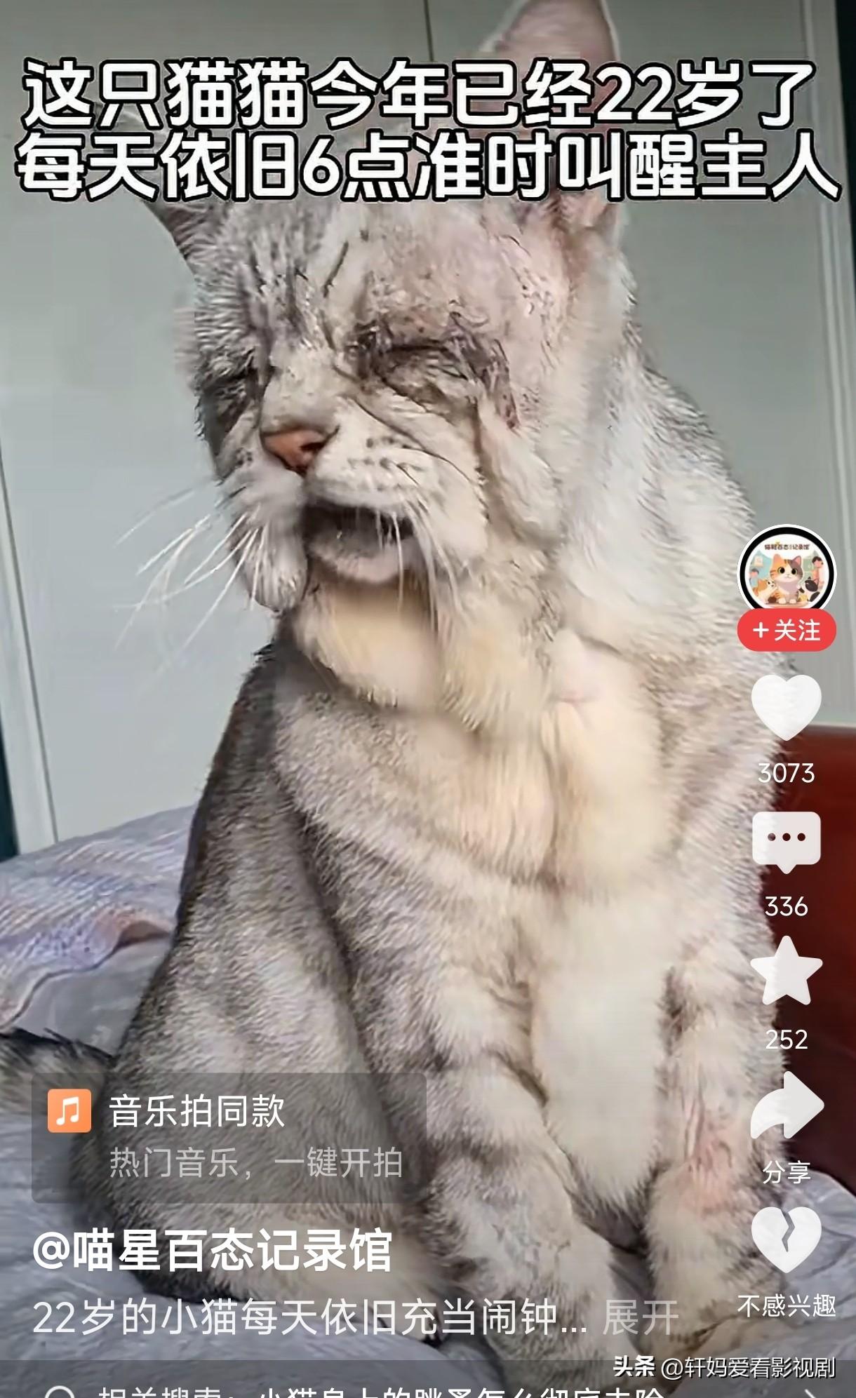 原来猫和人一样，随着年纪的衰老，颜值也会下降。你看这只小猫儿，2腮的肉都已经耷拉