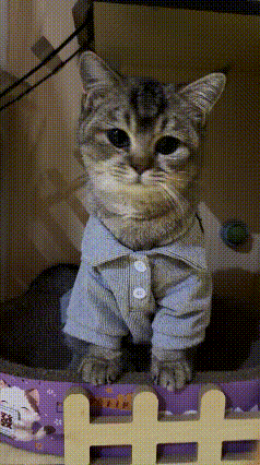 握手还被衣服绊住，这只狸花猫的操作笑不活了😂
 
主人伸手打算跟狸花猫握个手，