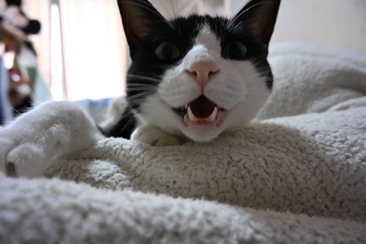 诚征朋友，喜欢挨咬的优先。daily奶牛猫 （投稿：） 