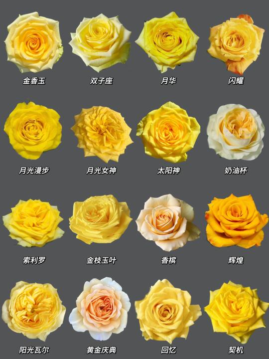 每日识花系列｜一次性认识16种黄玫瑰
