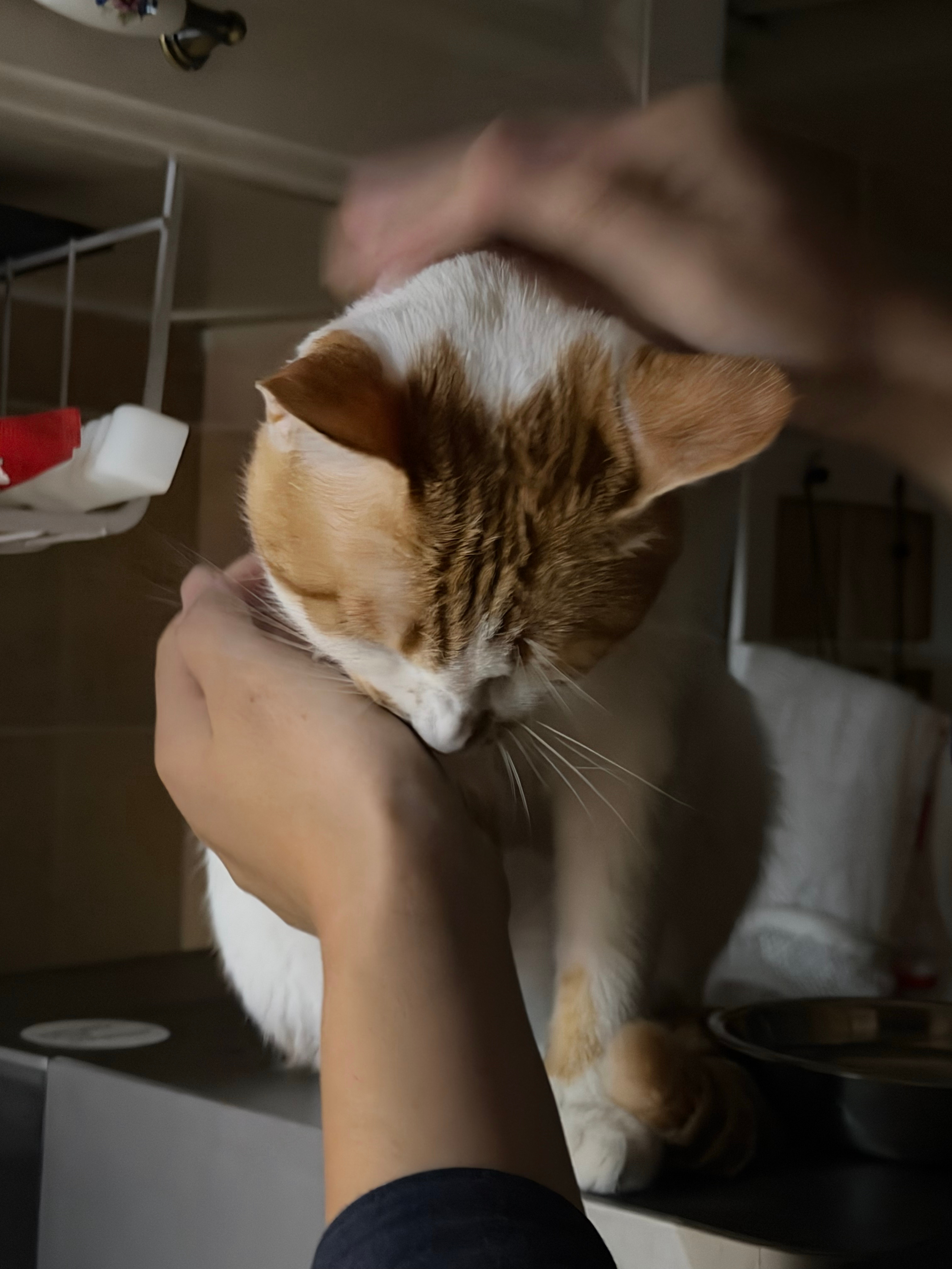 团他爸冲给给猫：你妈不睡你不睡，你是你妈小宝贝啊给给！养一只亲人的小猫吧让你熬夜