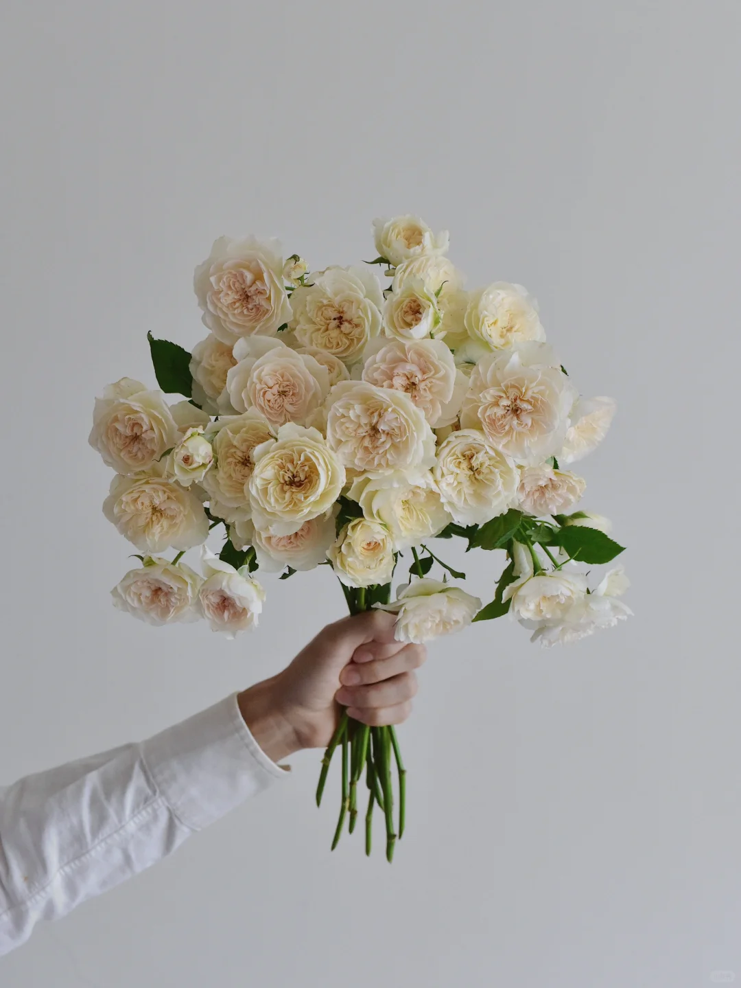 花栖玫瑰园·精灵女王