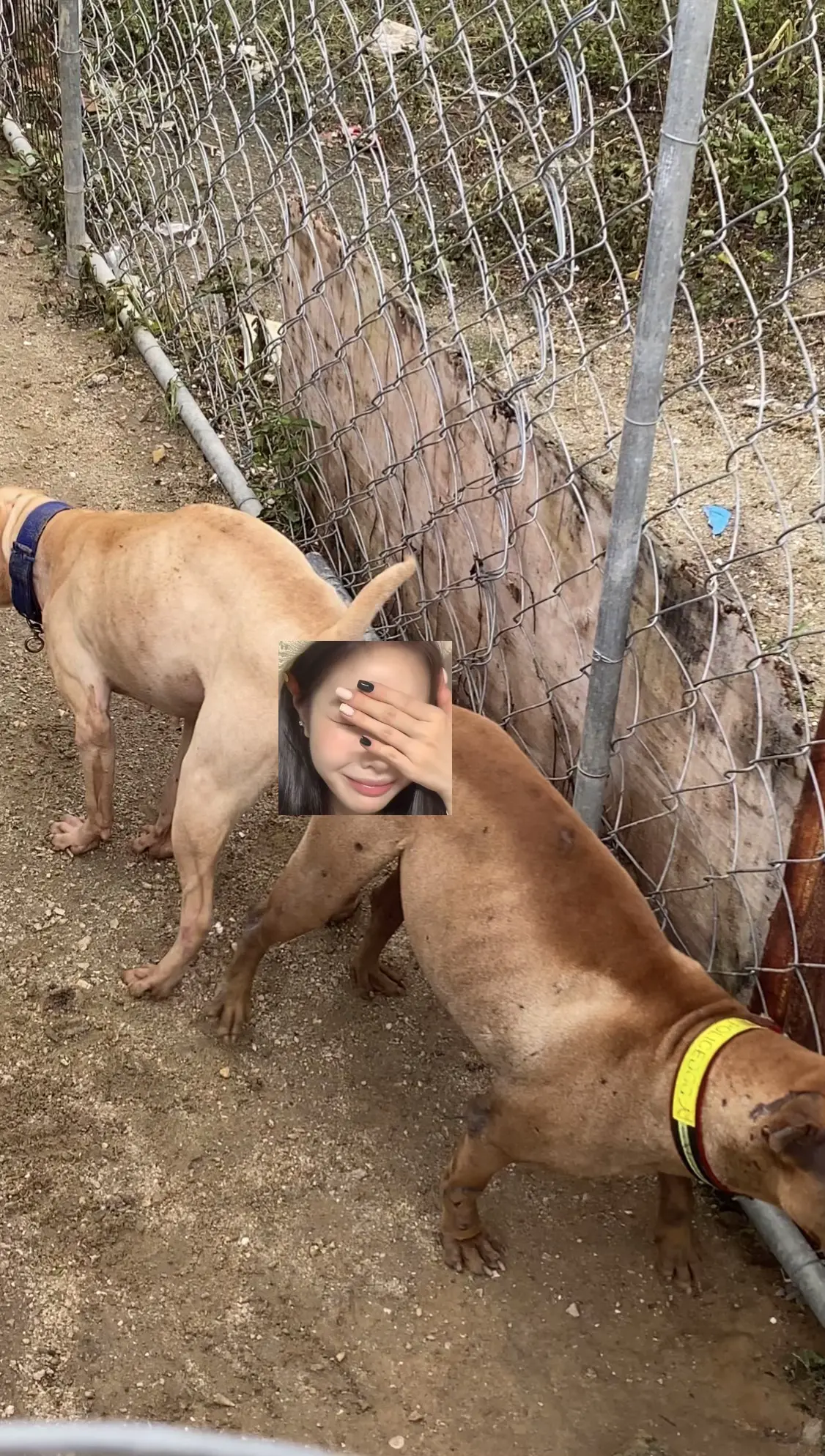 吃货狗狗 相信自己的力量