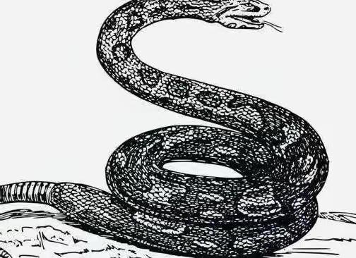 古时，一男子去赴宴途中，见一母蛇难产，当即决定为母蛇接生。可母蛇生下小蛇后，竟然