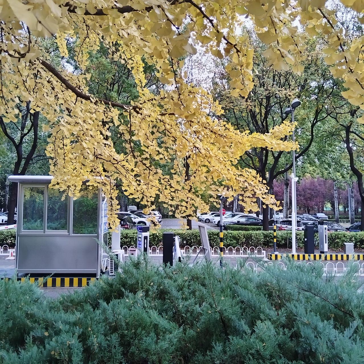 早晨的奥森