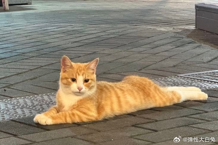 翘臀超绝的小猫 ​​​