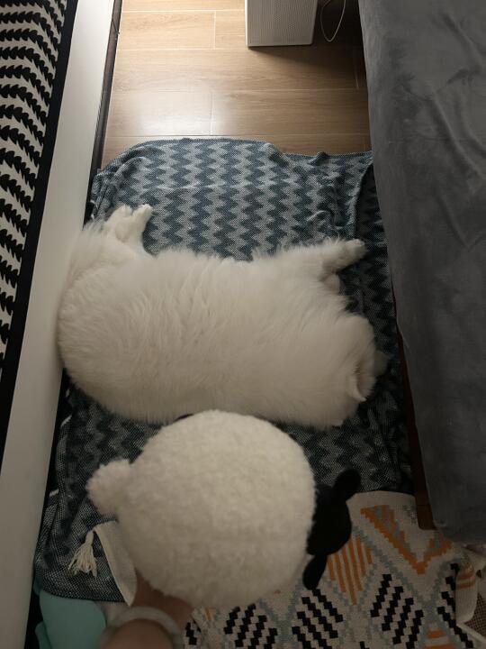 好🐶不挡道