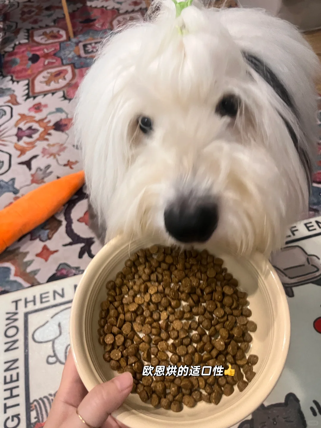 狗粮到底怎么选？