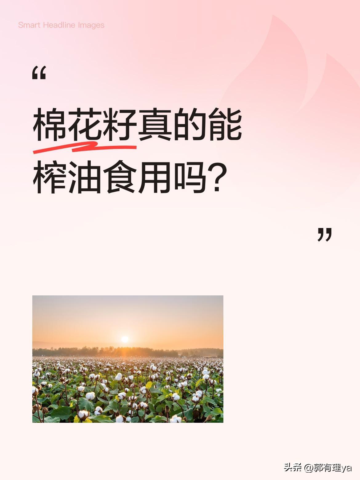 棉花籽真的能榨油食用吗？
最近有人说小时候吃过棉花籽榨的油，引发不少讨论。有人表