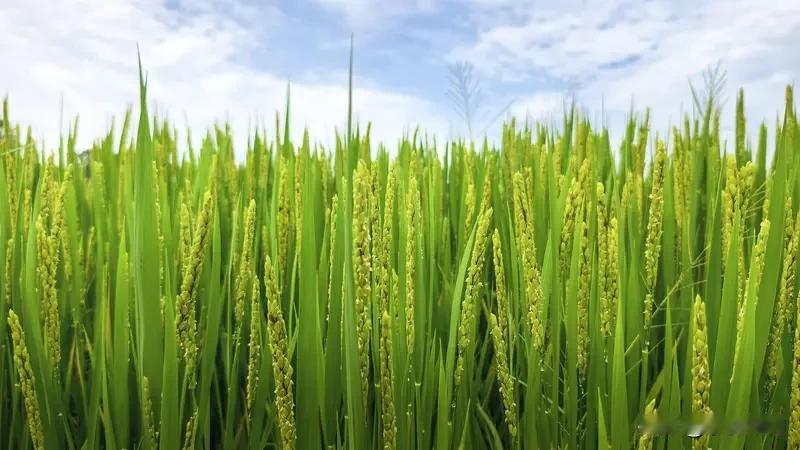 你的家乡有什么特色？是美食、美景还是独特的文化？今天，我要带大家走进我的家乡，一