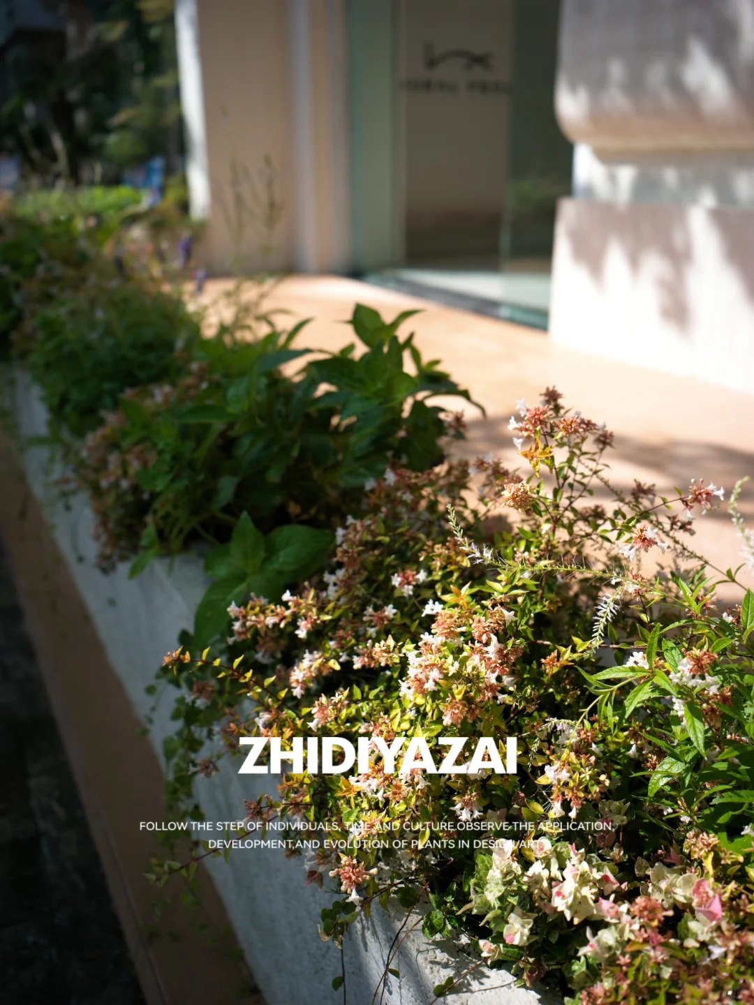 植地雅栽｜工作室 办公空间植物景观设计