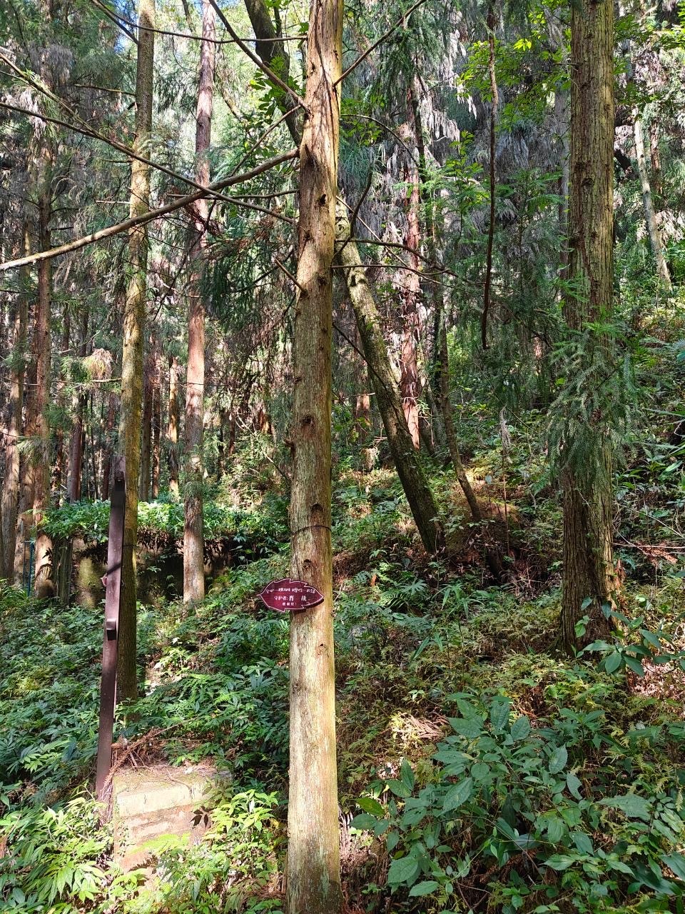 满山的树，就一棵遭雷劈了 ​​​
