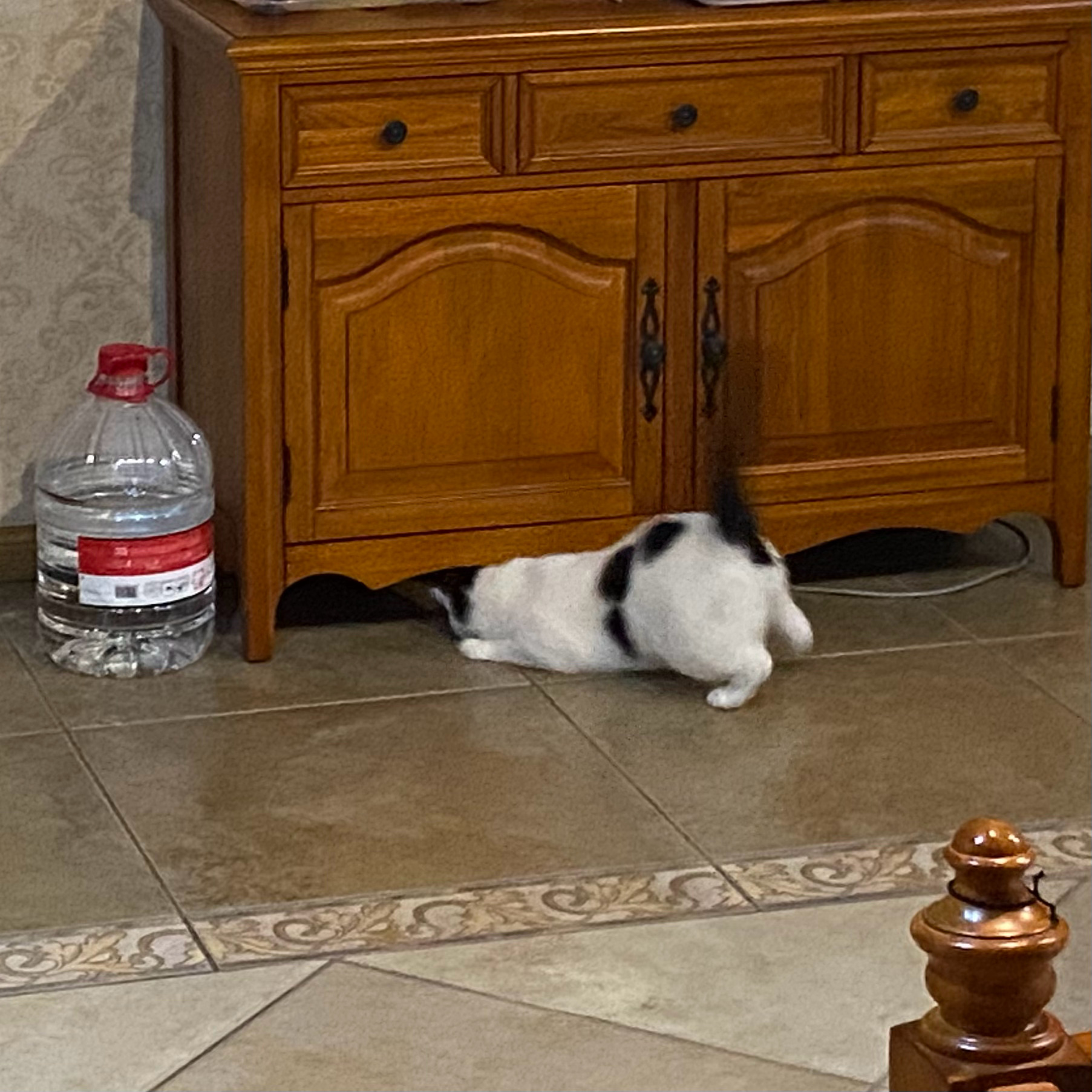 翻到一张葡锅抓小强的照片啊哈哈，没有捉到2108日常吸猫葡锅锅 ​​​