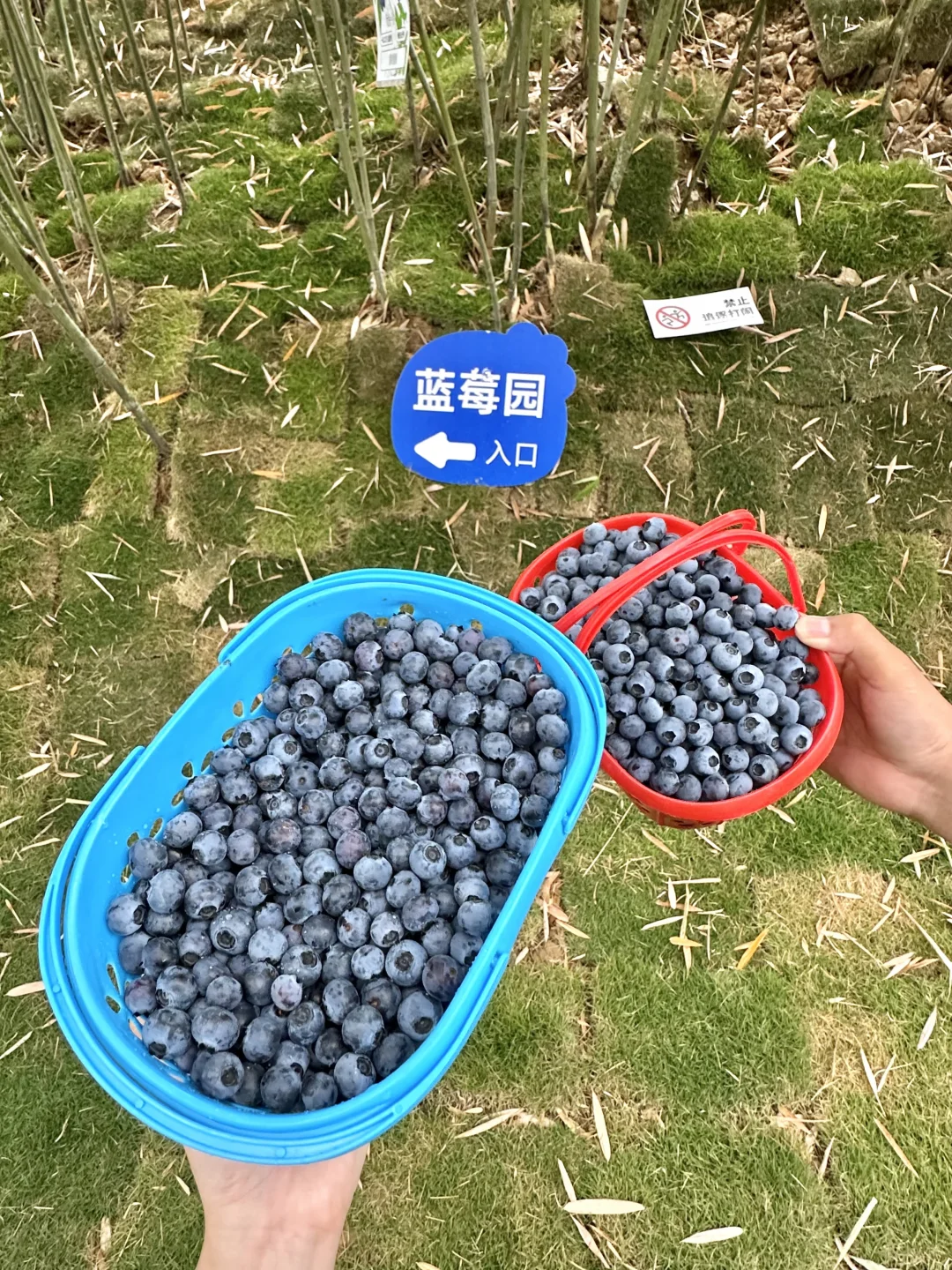 余姚！！余姚！！蓝莓采摘园！！！！！