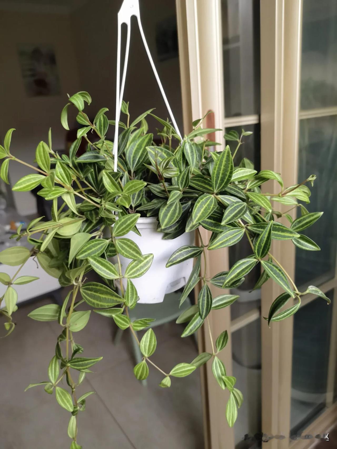 #秋日生活碎片打卡#
给这盆小吊兰换了个花盆，原盆已经不存水了，第一次养这种，也