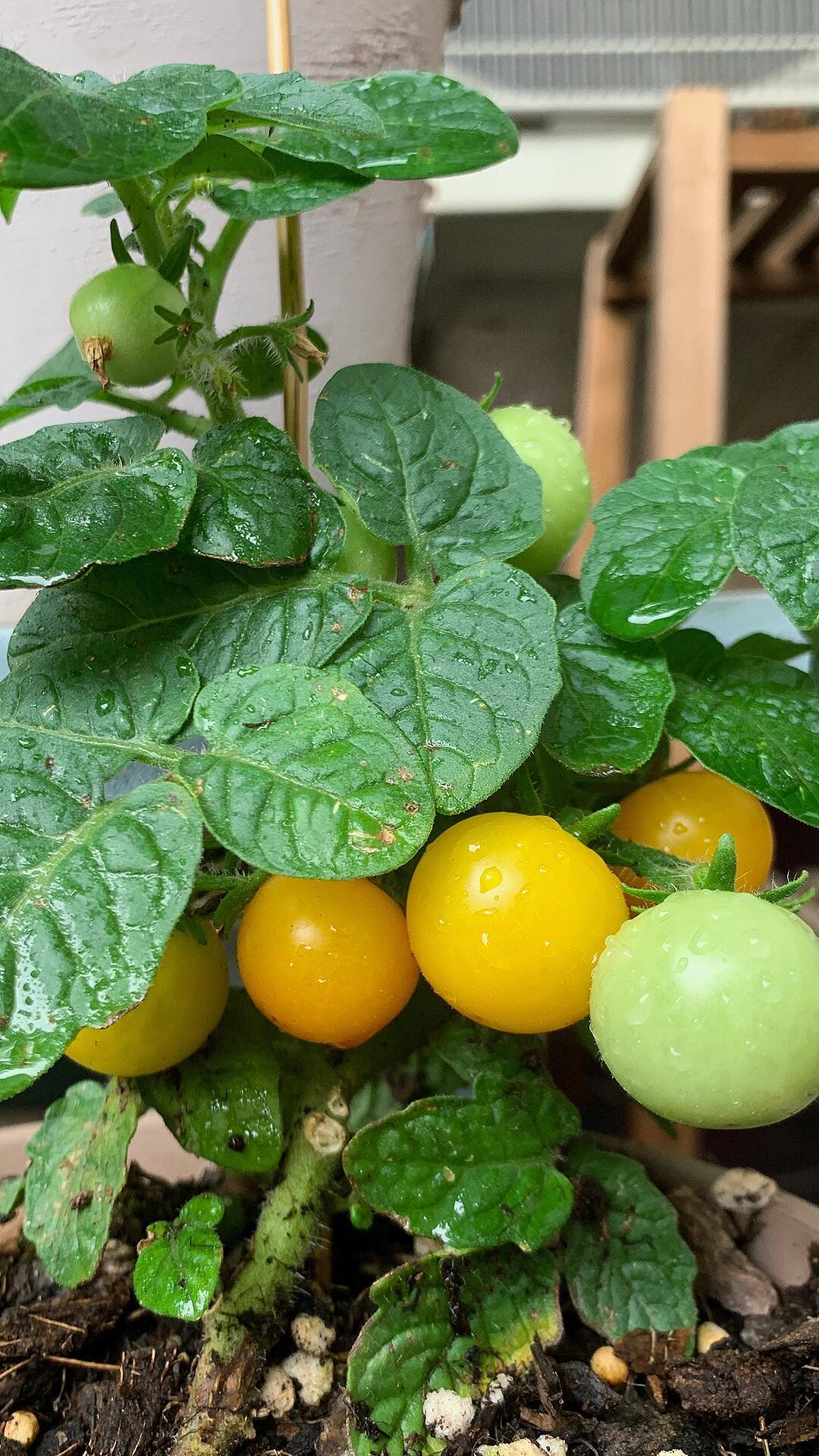 养花的尽头是种菜🥬种菜的开始是种西红柿想在山间有亩田种花种草种清闲小酌秋月观云