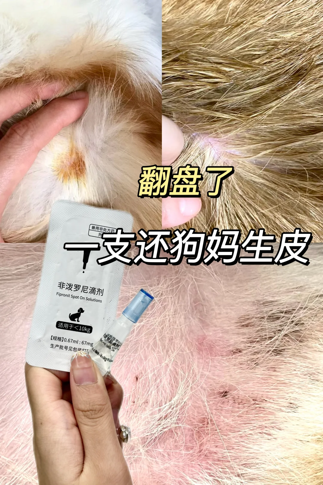 瞒天过海！报恩驱虫还狗妈生好皮✊