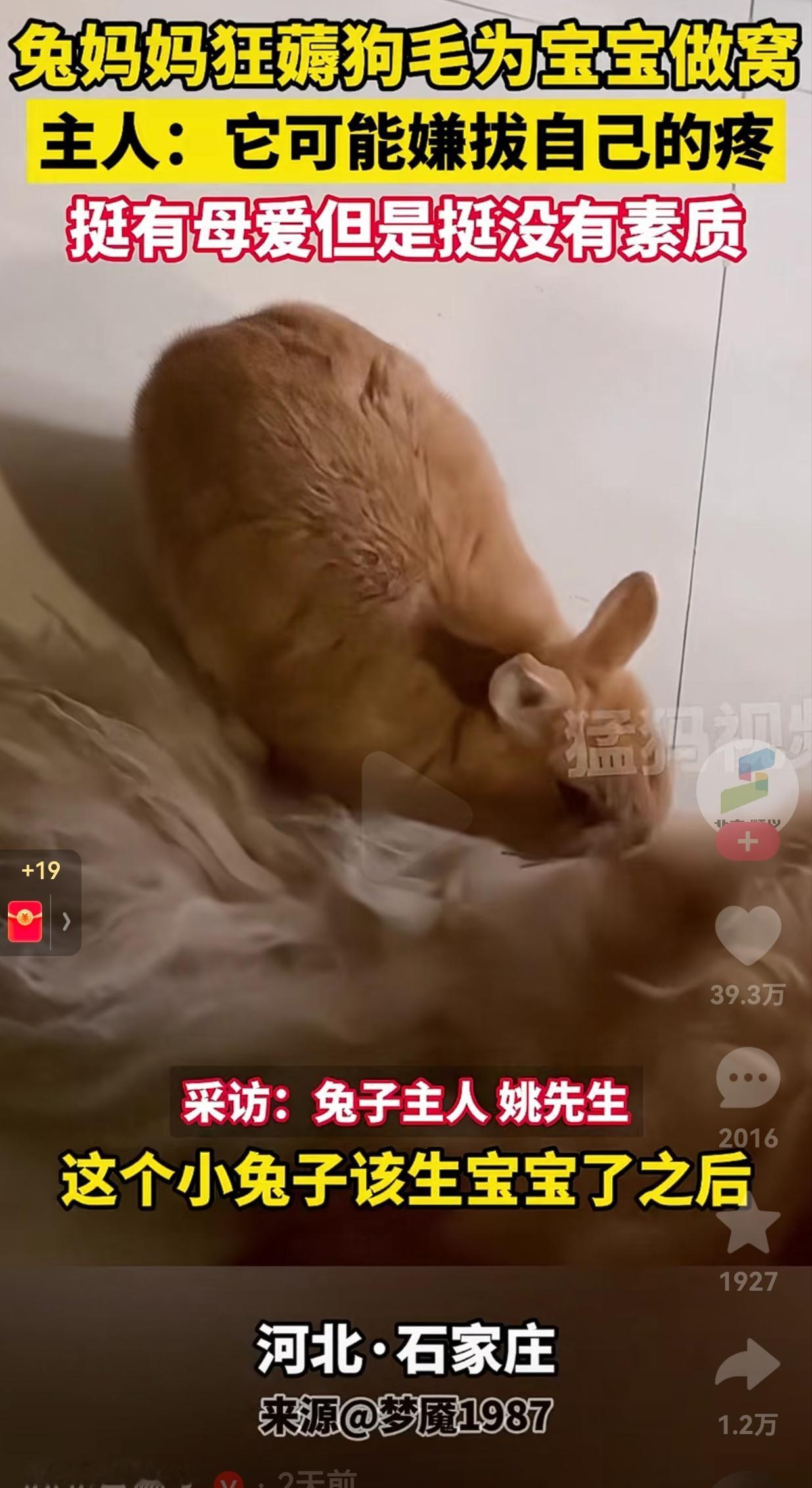 这狗狗脾气也太好了吧？兔子生了一窝子小兔子，兔妈妈本来是拔自己的毛，给自己的孩子