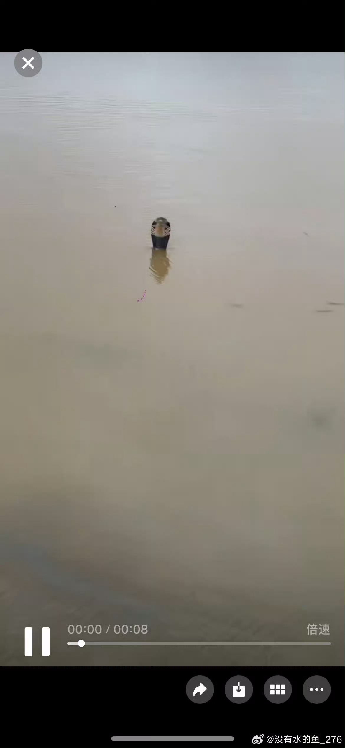 广西 蛇场我的妈呀好吓人，头皮发麻，要是这个时候被困在水里还遇到了蛇