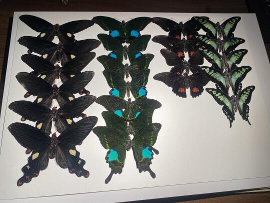 我在家里整理蝴蝶标本的日常