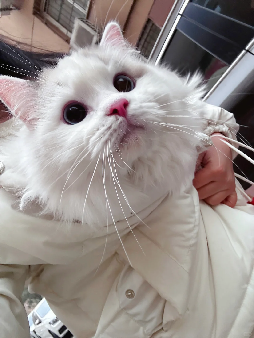 凑太近！闻到 小猫味