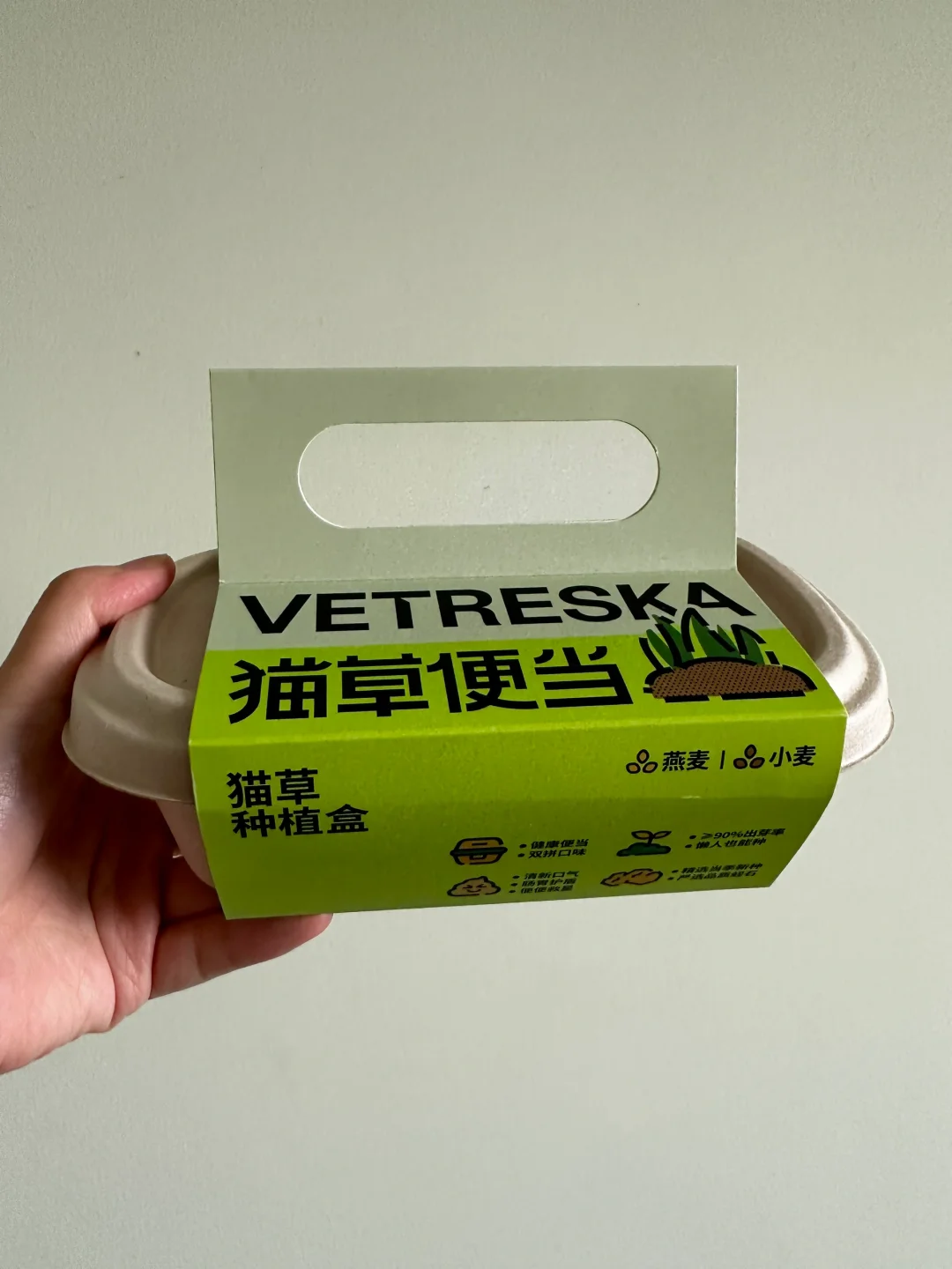 中午吃什么？猫草便当～