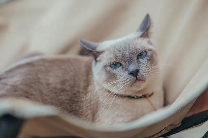 情绪价值常被夸得天花乱坠，可它也有负面效果。就像有人打着提供情绪价值的幌子，一味